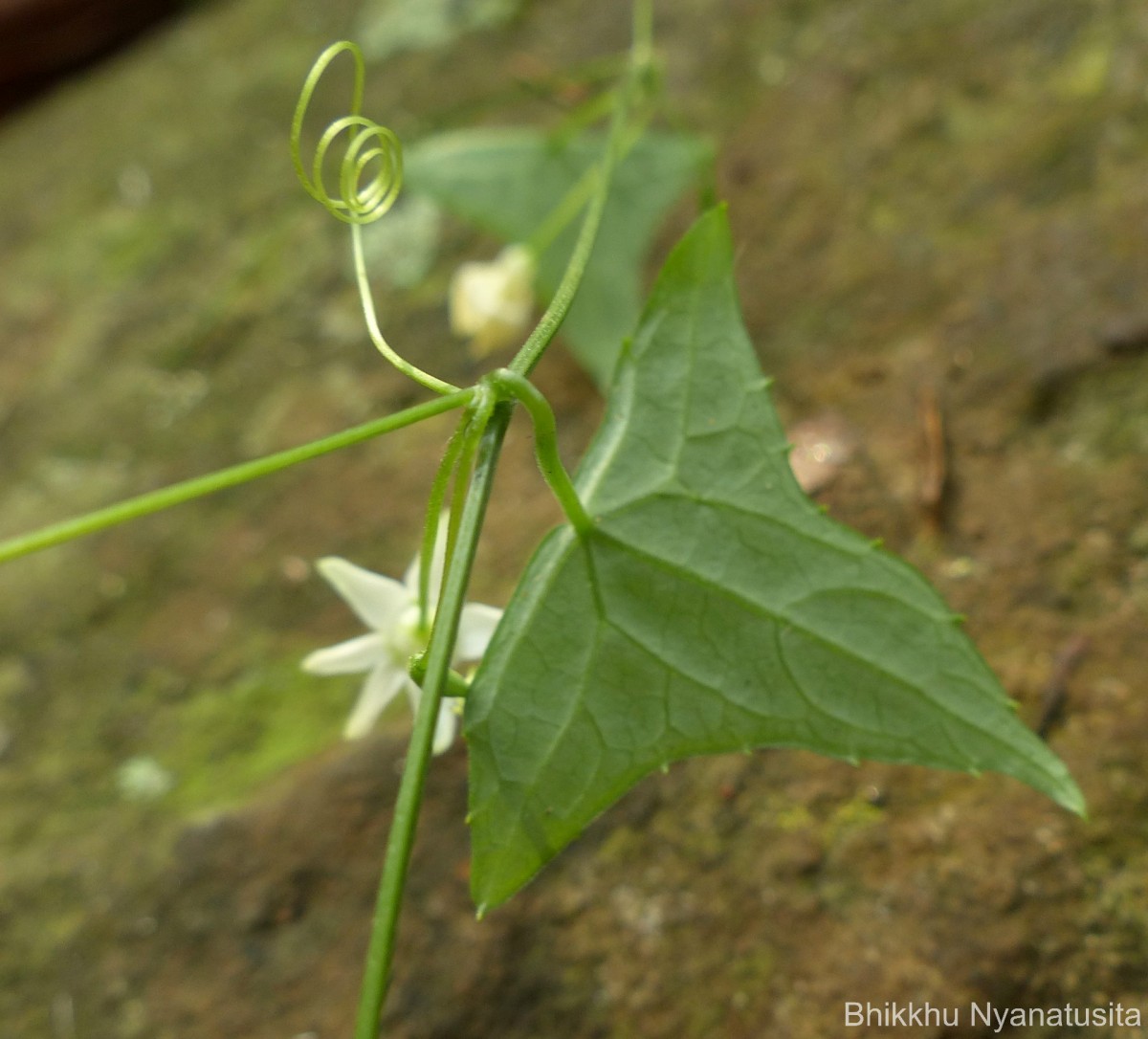 Zehneria thwaitesii (Schweinf.) C.Jeffrey
